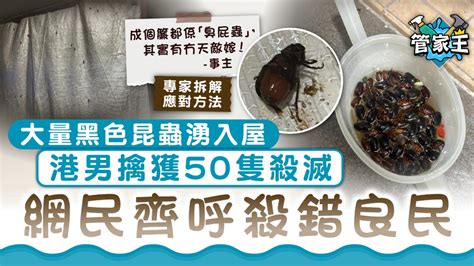 金龜子入屋|黑金龜｜大量黑色昆蟲湧入屋 港男擒獲50隻殺滅 網民 